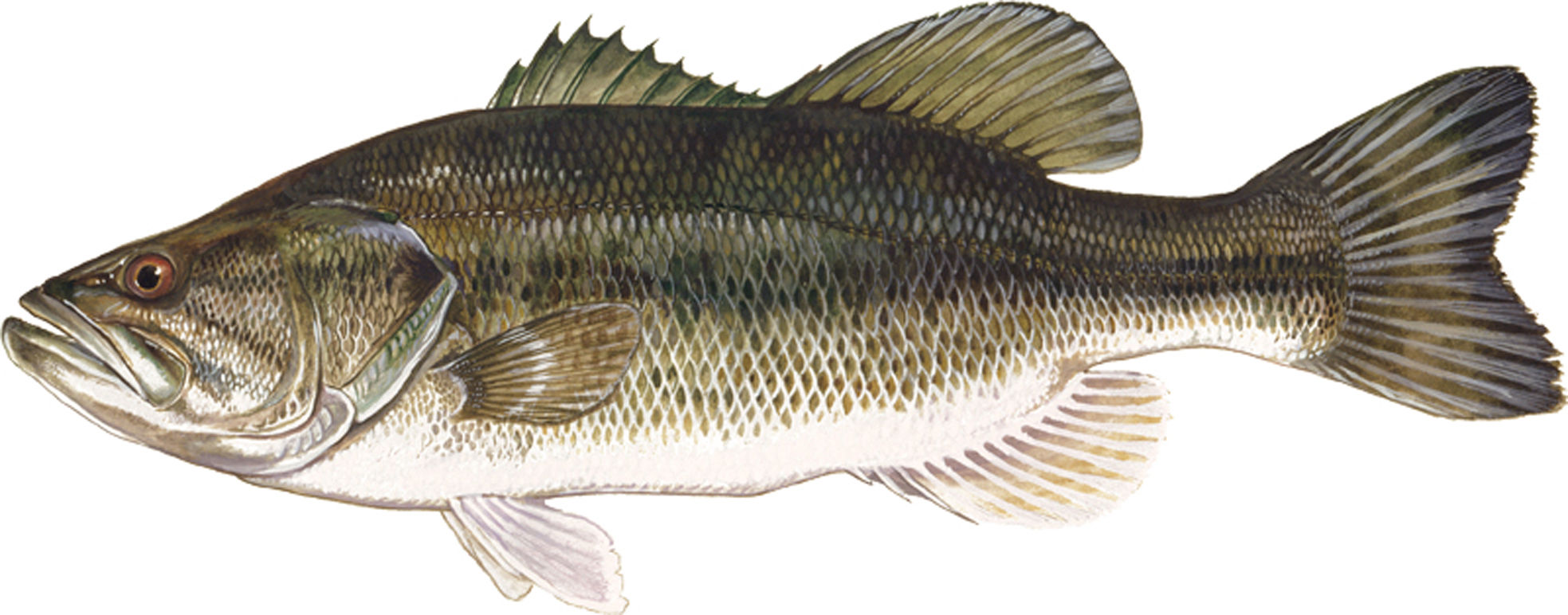 largemouth bass